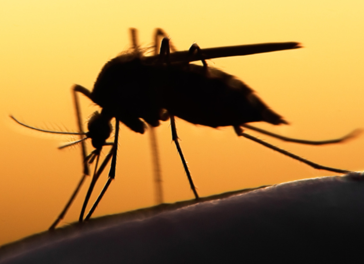 Potenziell gefährliche Mückenstiche: Das sollten Sie über tropische Krankheiten wissen